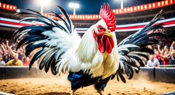 Panduan Daftar Judi Sabung Ayam Online Terpercaya